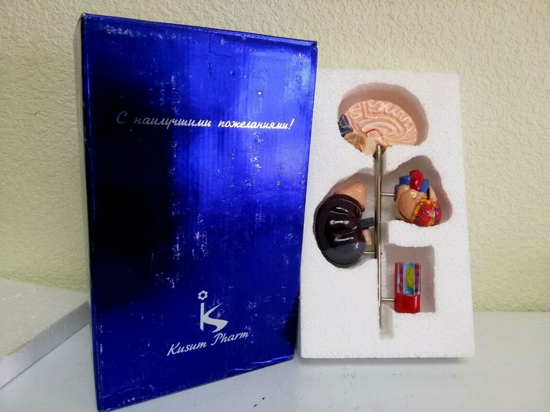 Desk Model of Arterial Hypertension Pharmacy Model Hard Plastic. Original box. gallery