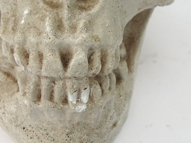1920s Human Skull Life Size Chalkware Plaster Cast Medical Oddity Rare gallery