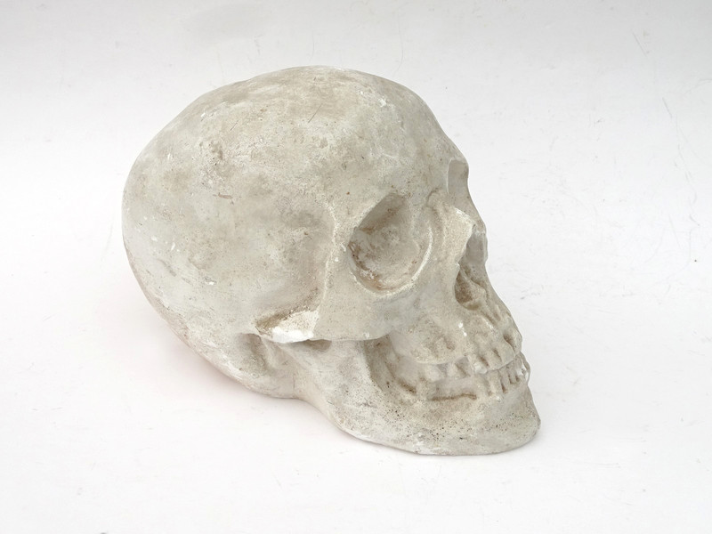 1920s Human Skull Life Size Chalkware Plaster Cast Medical Oddity Rare gallery