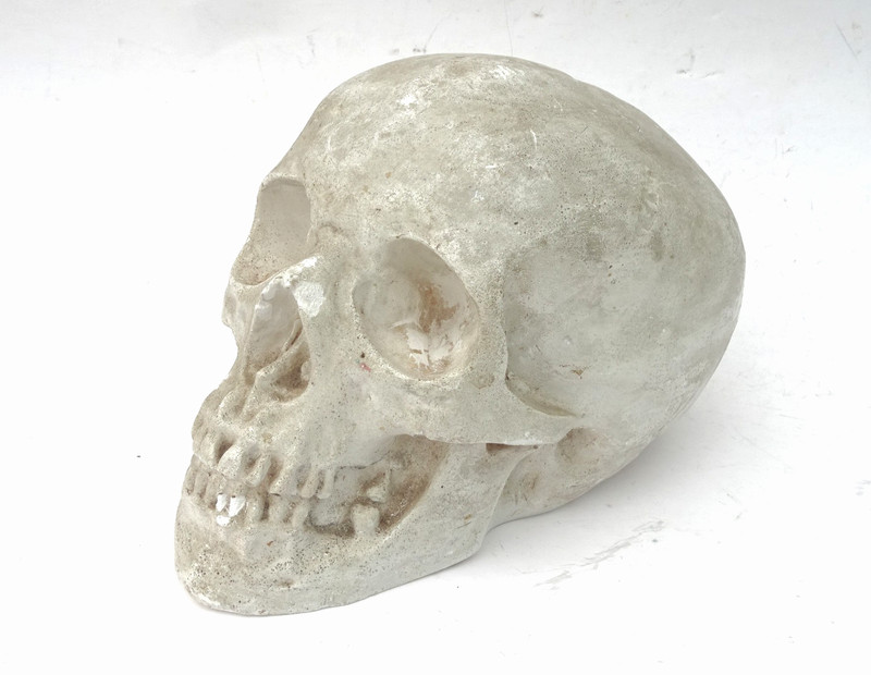1920s Human Skull Life Size Chalkware Plaster Cast Medical Oddity Rare