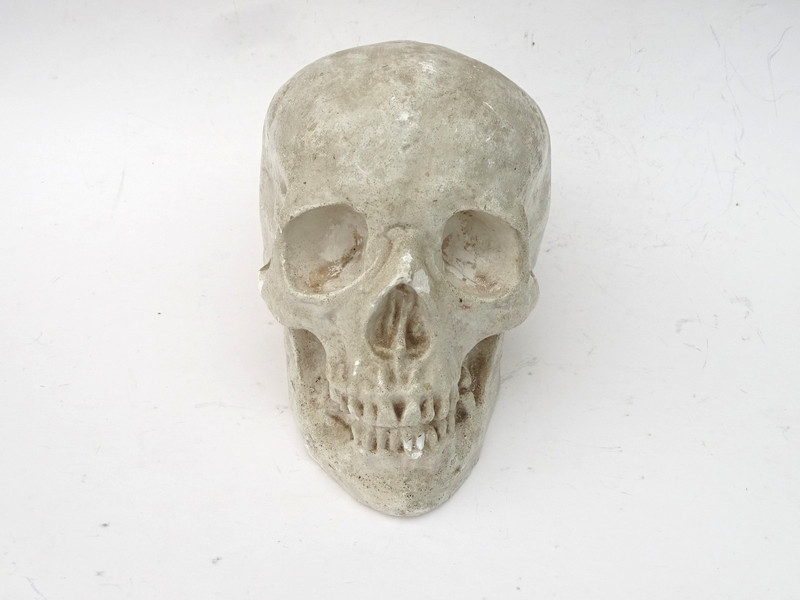 1920s Human Skull Life Size Chalkware Plaster Cast Medical Oddity Rare gallery