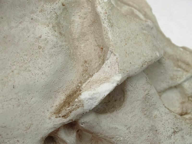 1920s Human Skull Life Size Chalkware Plaster Cast Medical Oddity Rare gallery